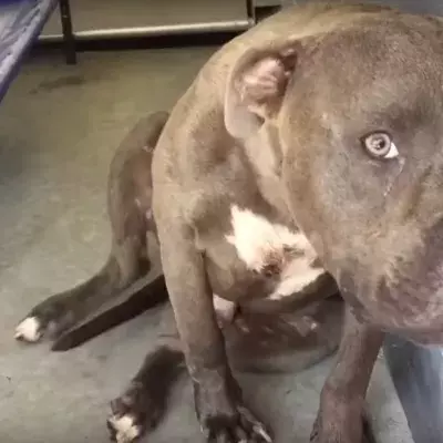 Cruz the pitbull