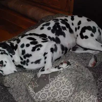 Dalmatian
