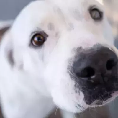 This deaf dog found a new loving home and the best forever companion: a teen with hearing loss