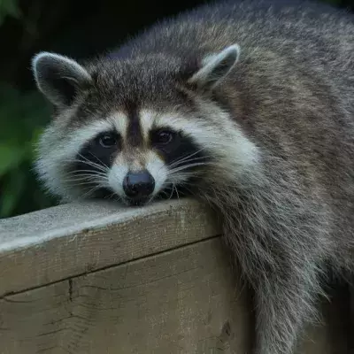 Default image