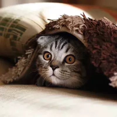 Did your cat suddenly bite you? Here's why 