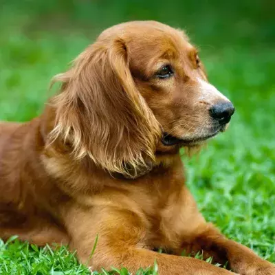 Disbelief as a dog narrowly escapes death after getting stuck in a foxhole