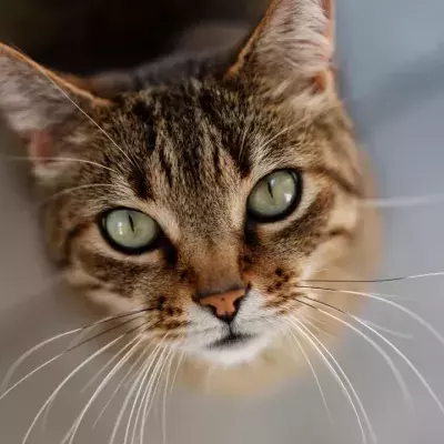 Do Cats Cry? Here is what their watery eyes really mean 