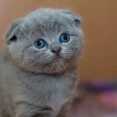 Do cats fart? And if they do, why can’t we hear it?
