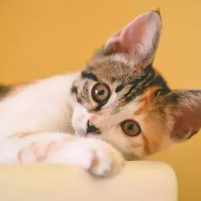 Do cats know their names? Here is how to find out 
