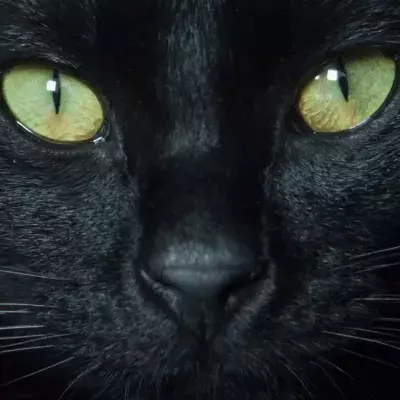 Do cats see in black and white? Here is what the experts say