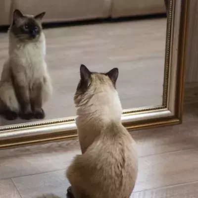 Do cats understand it’s them in the mirror?