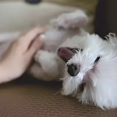 Do dogs really want belly rubs when they lie on their backs? Here's what a dog behaviourist says