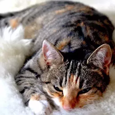 Do you find it creepy when your cat sleeps with its eyes open? Here is why they do it