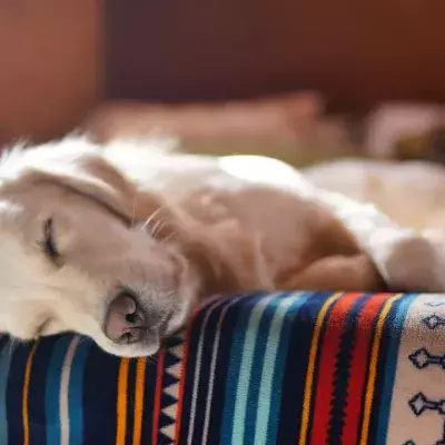 Do you think your dog sleeps a lot? Here’s how much sleep your dog needs