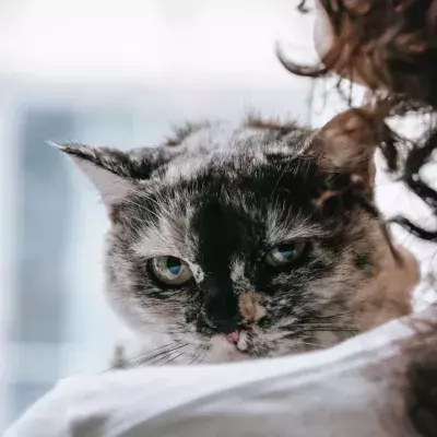 Does your cat chew your hair and eat it? Here's why