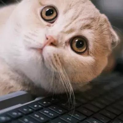 Does your cat like climbing on your keyboard? Here is why