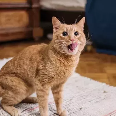 Does your cat run around the house at night? Here is why
