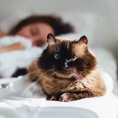 Does your cat like sleeping on your head and face? Here is why 
