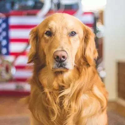 Does your dog stare at you a lot? Here are the two main reasons why 