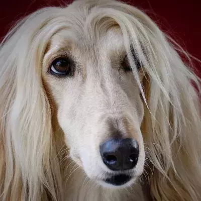 Dog amazes the audience after unexpectedly showing up at a women's beauty pageant (VIDEO)