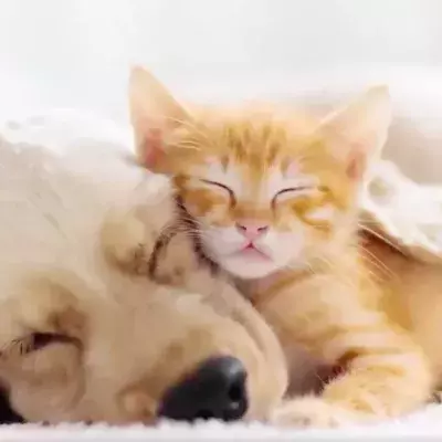 Dog and cat 