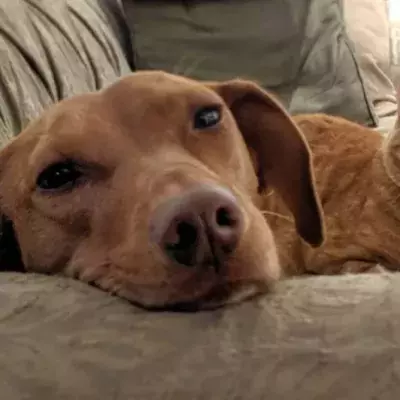 dog and cat