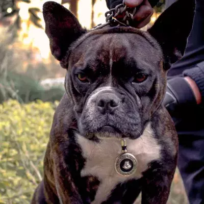 A dog and owner suffered horrific injuries after a spine-chilling attack by American bulldog
