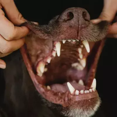 Dog dental care: how to make brushing teeth fun for your four-legged friend