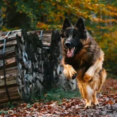 This dog did the most unusual thing while on a road trip that terrified owners for almost a day