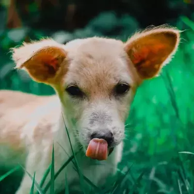 A dog dumped from a moving lorry is now ‘always wagging her tail’ after finding a new home