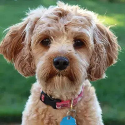 A dog fighting against cancer performed an act of heroism