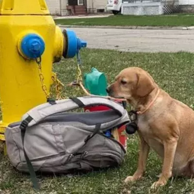 Dog found abandoned on the street with this heartbreaking note