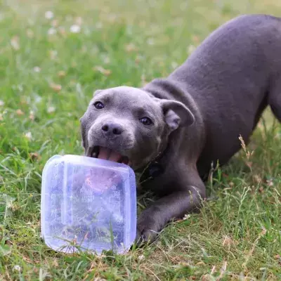 This dog gobbled McDonald's sauce pot on a walk and ended up on the operation table 
