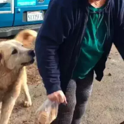 This dog guarded her home during the California fires.