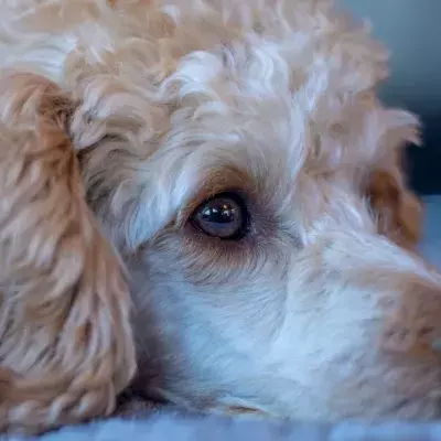 This dog has to eat meals in a baby chair, and it’s not for fun
