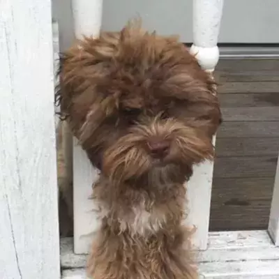 This dog has the face of an adult man