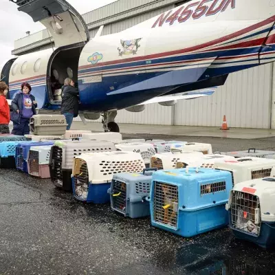 Dog importation