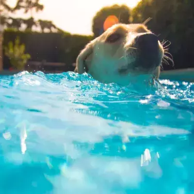 Dog Pool