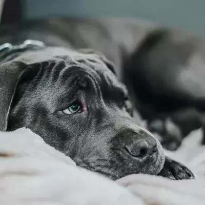 Dog set the house on fire on Christmas Eve after accidentally turning on a hairdryer