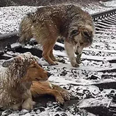 Dog siblings