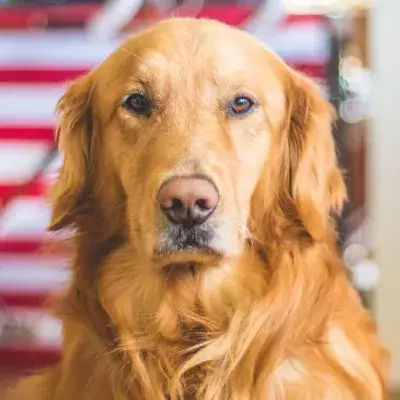 This dog suddenly bit his owner and it saved their entire family 