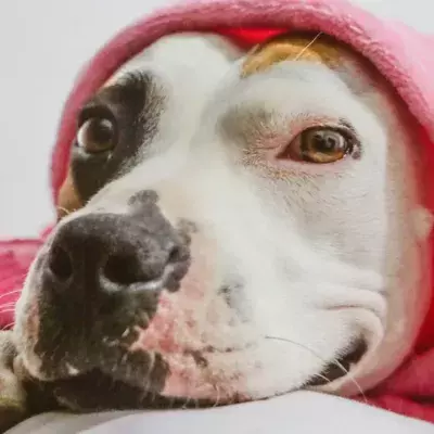 A dog used as 'cash cow' was dumped in a shopping cart by a pet store (VIDEO)