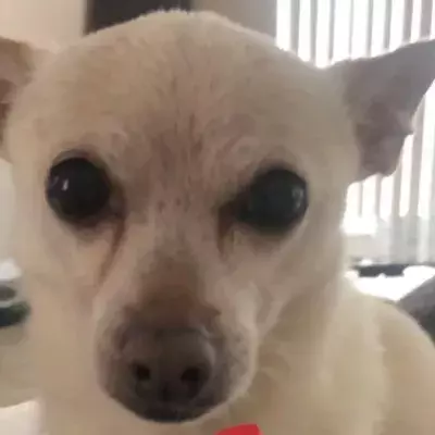 This dog was declared the world’s oldest dog by Guinness World Record