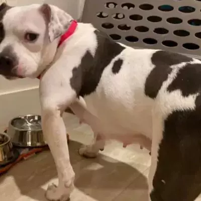 The dog who chewed off her own leg to survive has been adopted