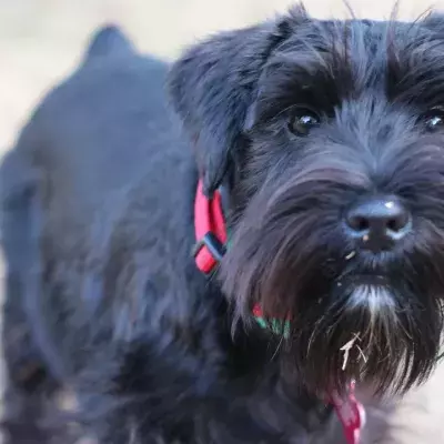 Dog who spent his entire life in a shelter gets rejected on his adoption day