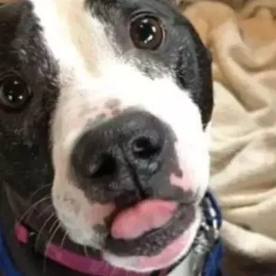 This dog who was locked up in a room has had zero adoption application in nine months