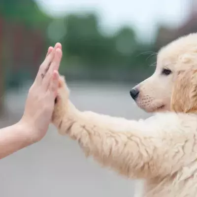 Dog years