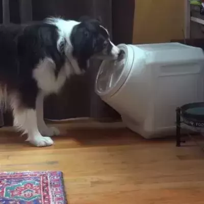 Dog