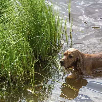 Dog