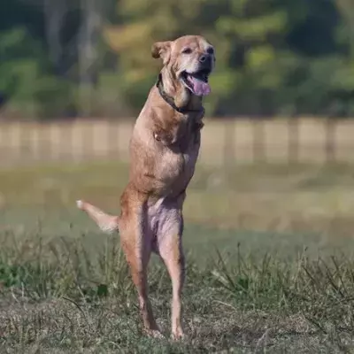 Dog