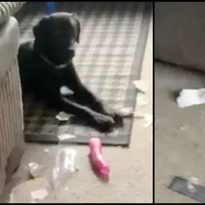 doggo