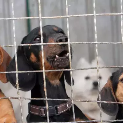 Dogs in a shelter.