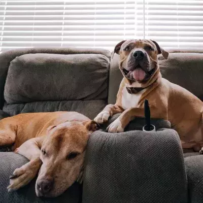 Dogs