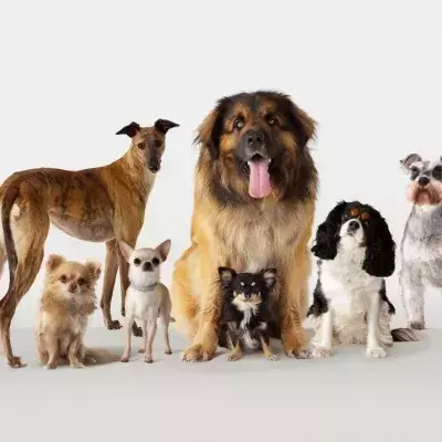 Dogs